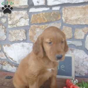 Yoel, Golden Irish Puppy