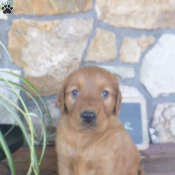 Abe, Golden Irish Puppy