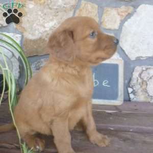 Abe, Golden Irish Puppy