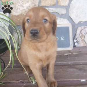 Abe, Golden Irish Puppy