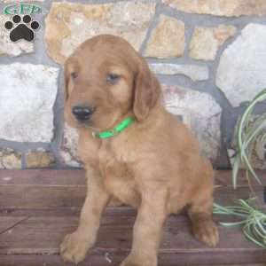 Arthur, Golden Irish Puppy