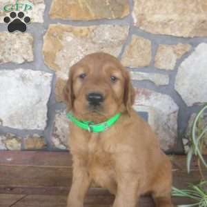 Arthur, Golden Irish Puppy