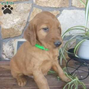 Arthur, Golden Irish Puppy