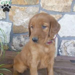 Abby, Golden Irish Puppy