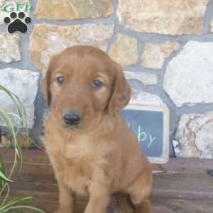 Abby, Golden Irish Puppy