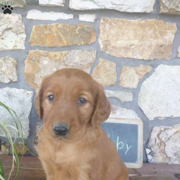 Abby, Golden Irish Puppy