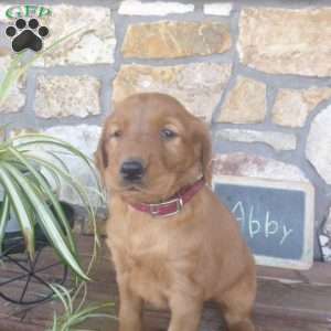 Abby, Golden Irish Puppy