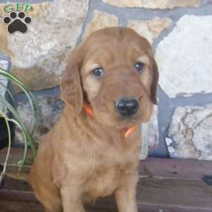 Amber, Golden Irish Puppy