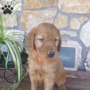 Amber, Golden Irish Puppy