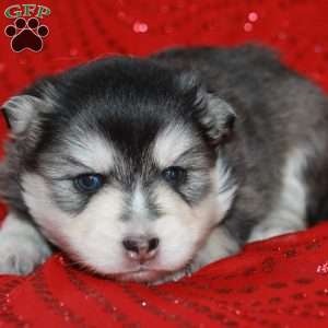 Juneau, Pomsky Puppy