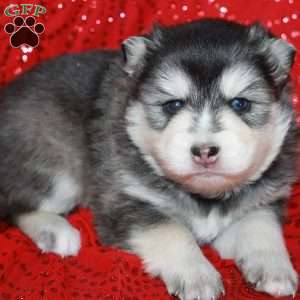 Juneau, Pomsky Puppy