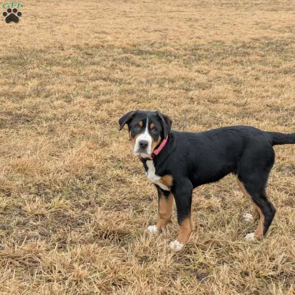 Taylor, Greater Swiss Mountain Dog Puppy