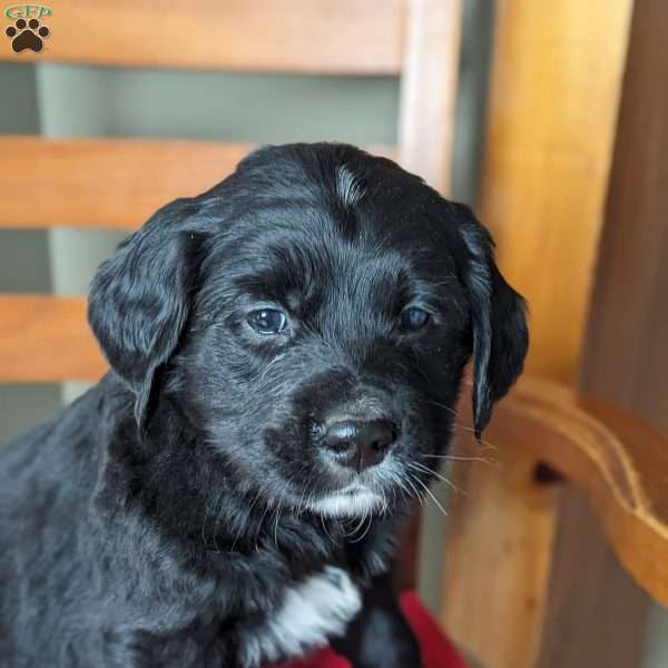 Maple, Bernese Golden Mountain Dog Puppy