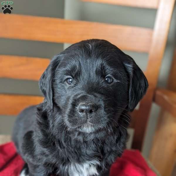 Spot, Bernese Golden Mountain Dog Puppy