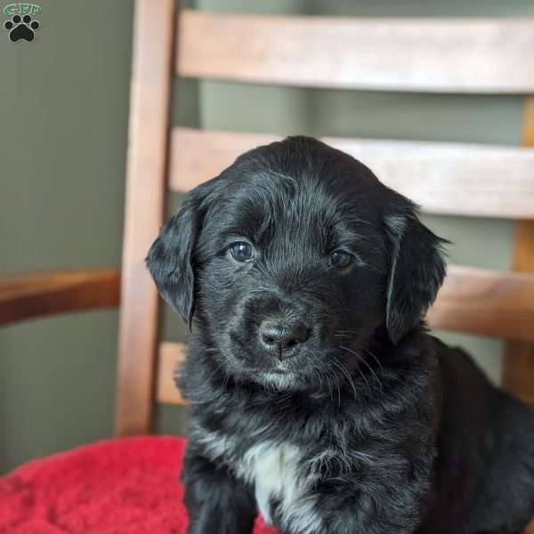 Buttercup, Bernese Golden Mountain Dog Puppy