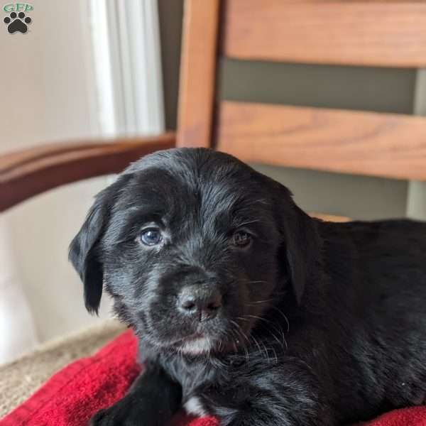 Beethoven, Bernese Golden Mountain Dog Puppy