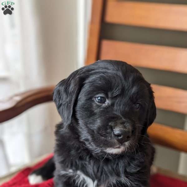 Squirt, Bernese Golden Mountain Dog Puppy