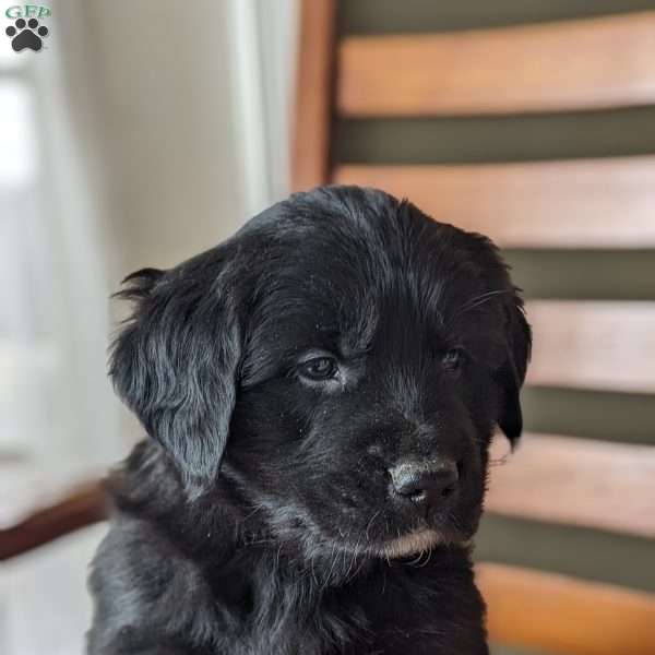 Archie, Bernese Golden Mountain Dog Puppy