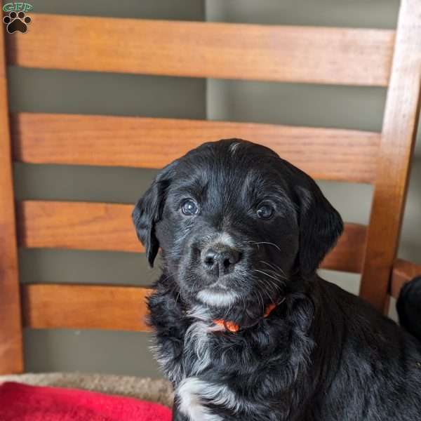 Teddy, Bernese Golden Mountain Dog Puppy