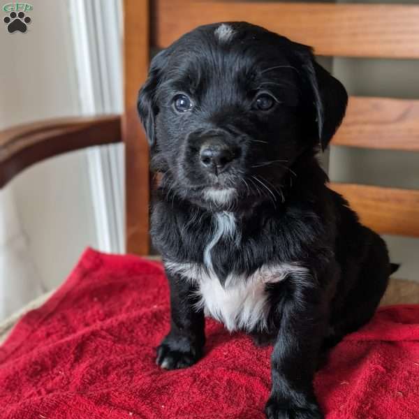 Iris, Bernese Golden Mountain Dog Puppy