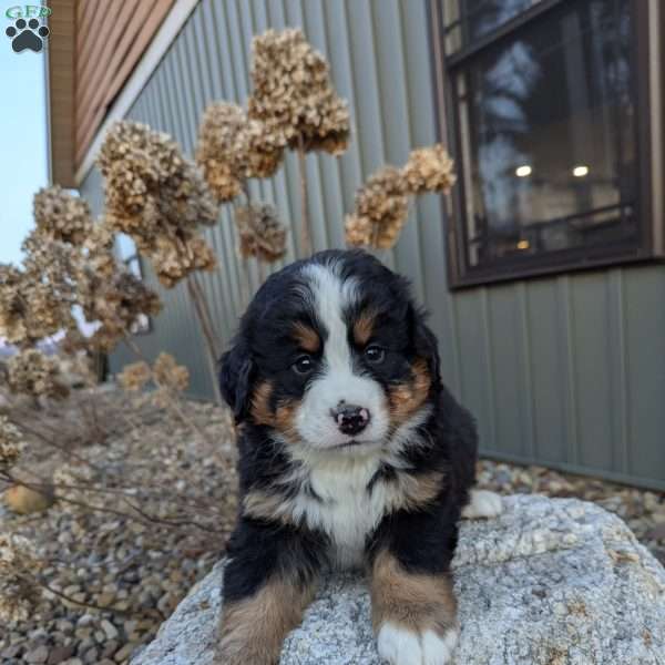 Jordan, Bernese Mountain Dog Puppy