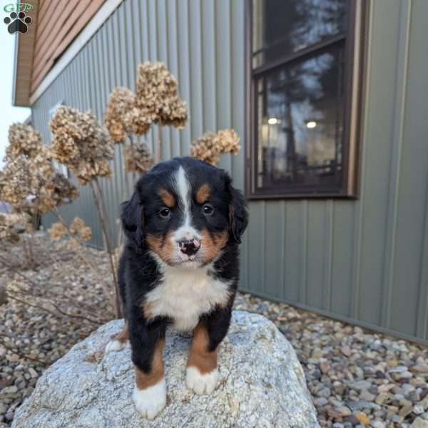 Tye, Bernese Mountain Dog Puppy