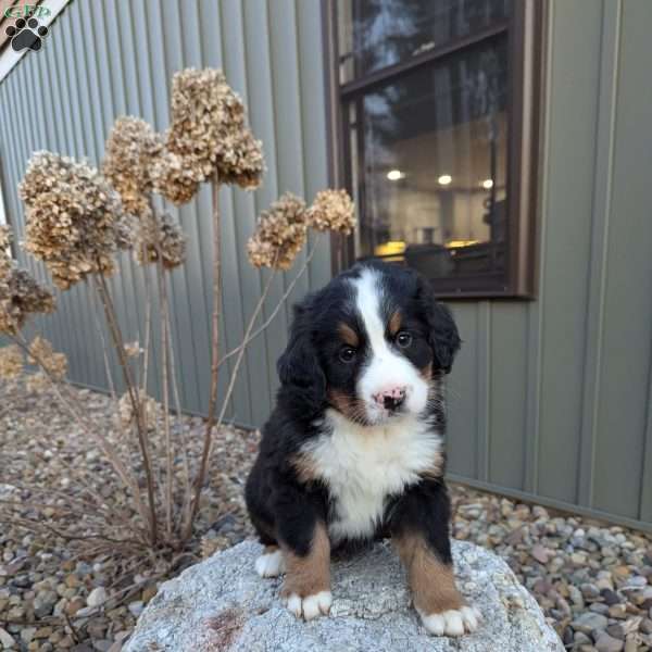 Ace, Bernese Mountain Dog Puppy