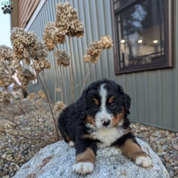 Max, Bernese Mountain Dog Puppy