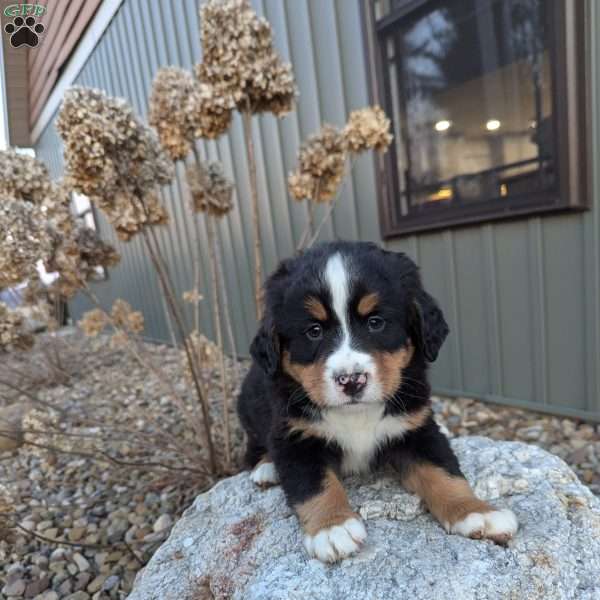 Marshall, Bernese Mountain Dog Puppy