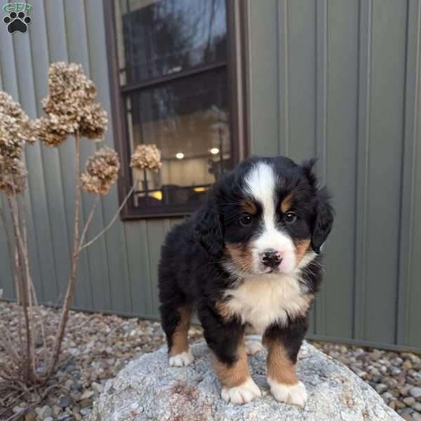 Rubble, Bernese Mountain Dog Puppy