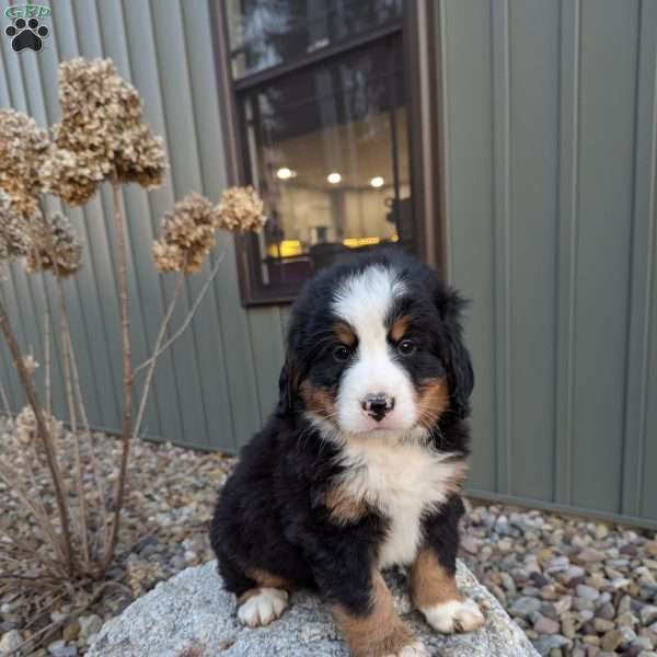 Chase, Bernese Mountain Dog Puppy