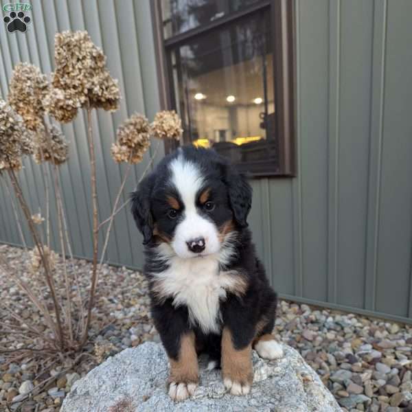 Rocky, Bernese Mountain Dog Puppy