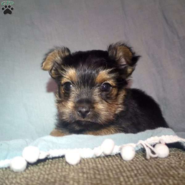 Rusty, Yorkie Puppy