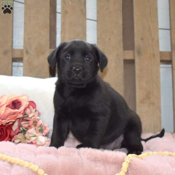 Pablo, Labrador Mix Puppy