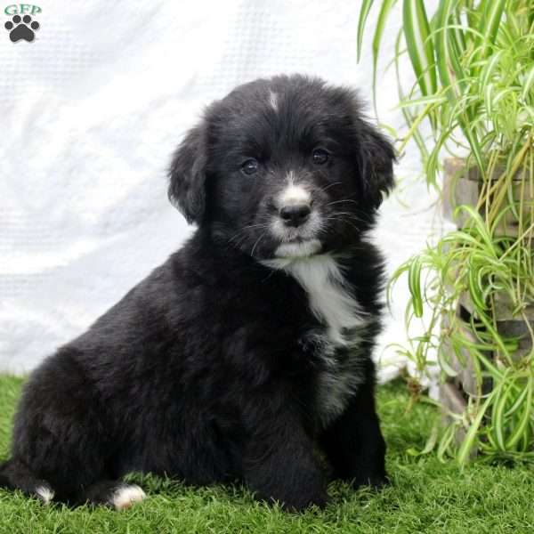 Pablo, Bernese Golden Mountain Dog Puppy