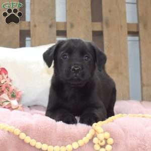 Pablo, Labrador Mix Puppy