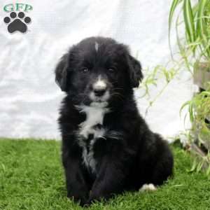 Pablo, Bernese Golden Mountain Dog Puppy