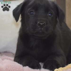 Pablo, Labrador Mix Puppy