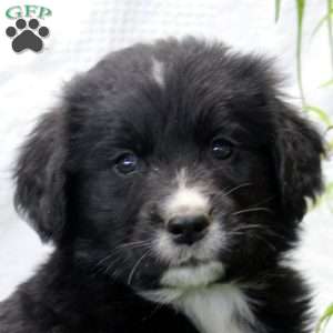 Pablo, Bernese Golden Mountain Dog Puppy