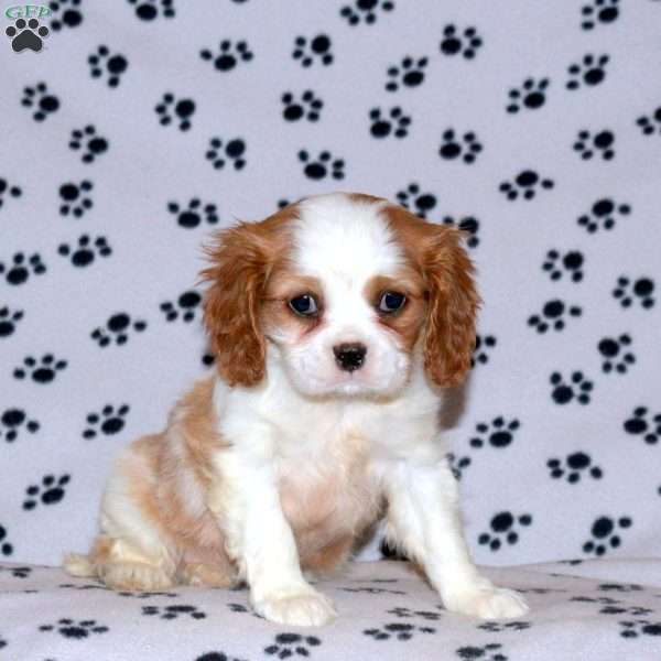 Pace, Cavalier King Charles Spaniel Puppy