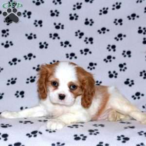 Pace, Cavalier King Charles Spaniel Puppy