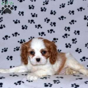 Pace, Cavalier King Charles Spaniel Puppy