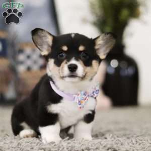 Pacey, Pembroke Welsh Corgi Puppy