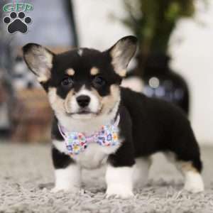 Pacey, Pembroke Welsh Corgi Puppy