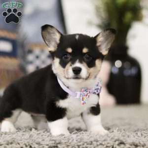 Pacey, Pembroke Welsh Corgi Puppy