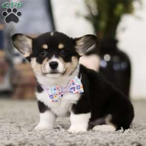 Pacey, Pembroke Welsh Corgi Puppy