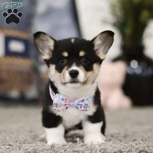 Pacey, Pembroke Welsh Corgi Puppy