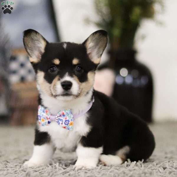 Pacey, Pembroke Welsh Corgi Puppy