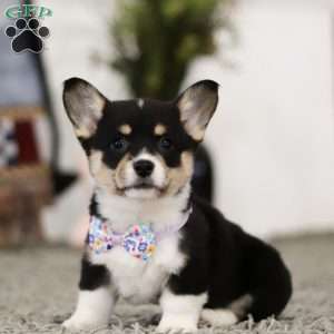 Pacey, Pembroke Welsh Corgi Puppy