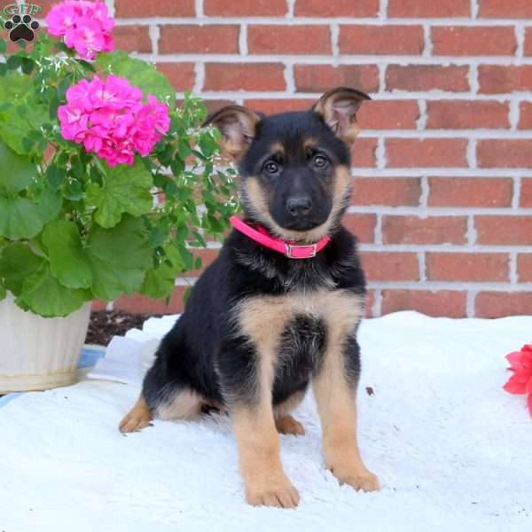 Paige, German Shepherd Puppy